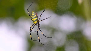 Są wielkie, żółte i latają. Inwazyjne pająki mogą mieć zaskakującą zaletę