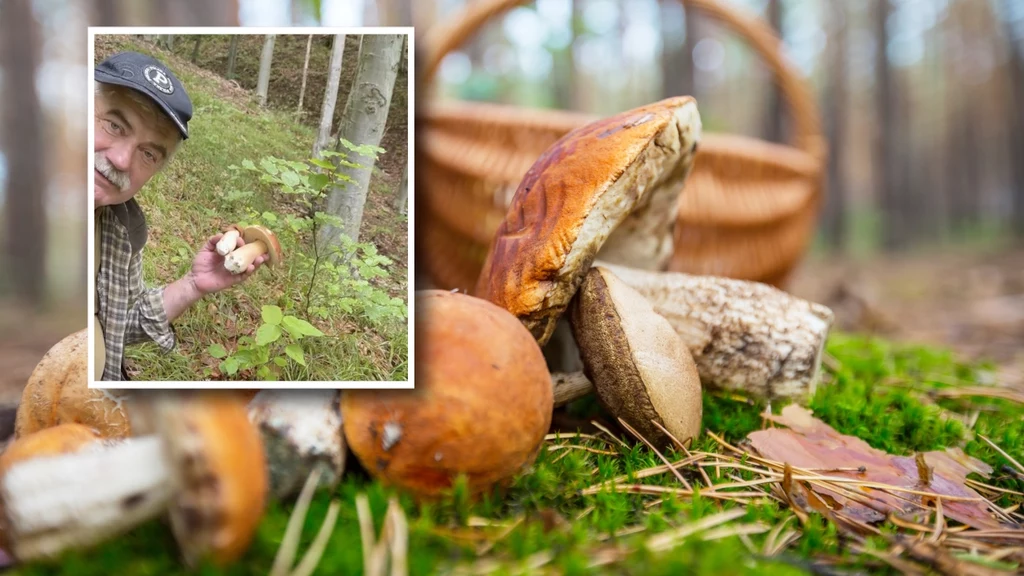 Leśniczy Kazimierz Nóżka pochwalił się na Facebooku borowikami, które zebrał w bieszczadzkich lasach już na początku czerwca