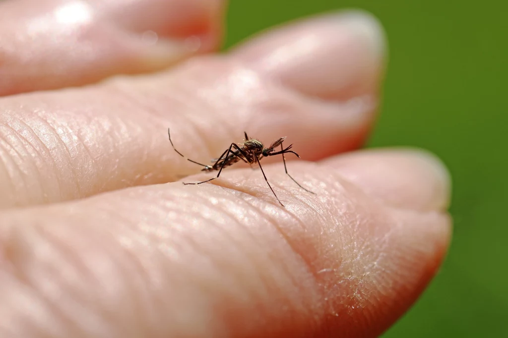Komar japoński - inwazyjny gatunek jest już w Polsce