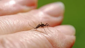 Nowy inwazyjny komar z Japonii jest już w Polsce. Sami mu pomagamy