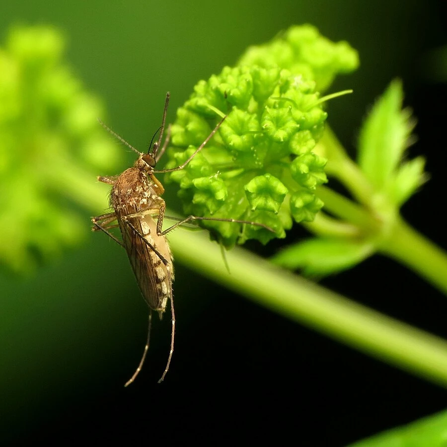 Doskwier pastwiskowy to jeden z najpospolitszych polskich komarów