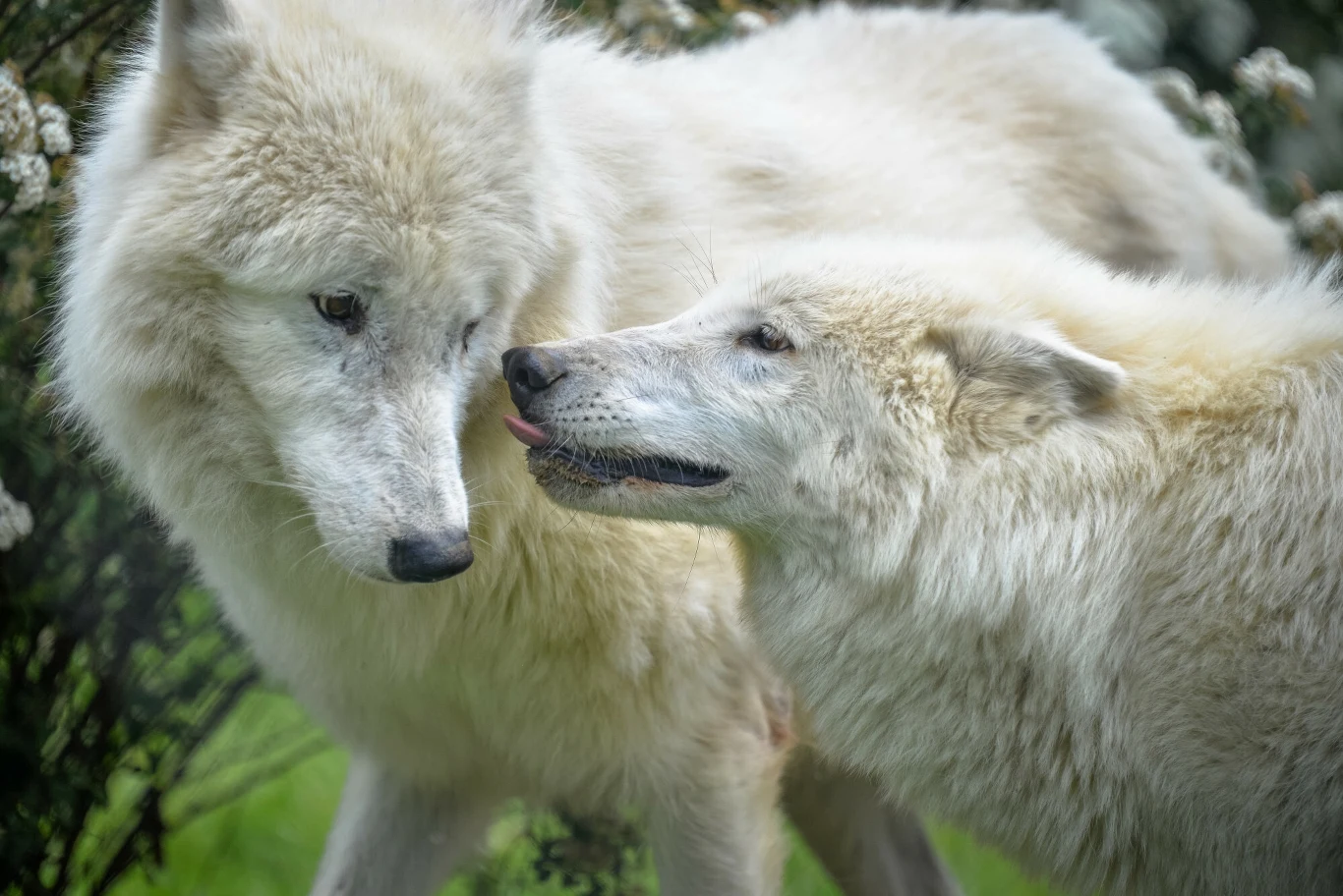 W prywatnym zoo w woj. łódzkim przyszły na świat wilki polarne (zdj. ilustracyjne) W prywatnym zoo w woj. łódzkim przyszły na świat wilki polarne (zdj. ilustracyjne)