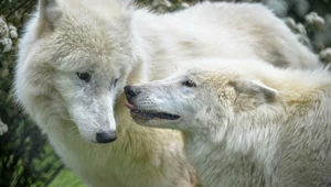 W Polsce urodziły się wilki polarne. "Młodziaki mają się świetnie"