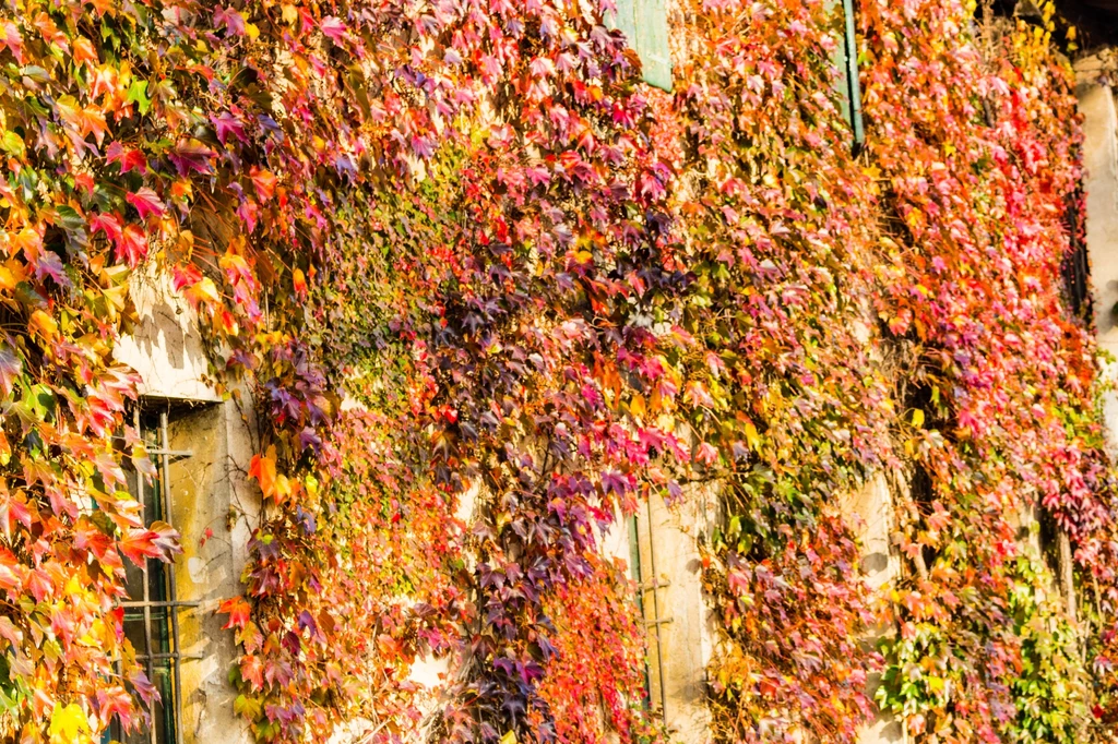 Jesienią winobluszcz zachwyca feerią barw