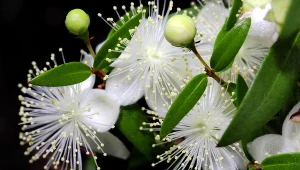 Tę roślinę w PRL-u na parapecie miała każda babcia. Przyciąga miłość i pieniądze