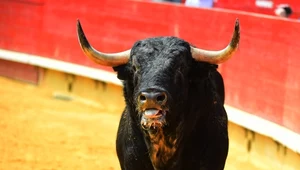 Byk "zemścił się" na uczestnikach rodeo. Poturbował ludzi i... stanął na podium