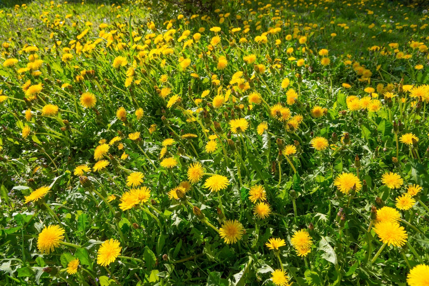 Mlecze konkurują z trawą o wodę oraz składniki odżywcze