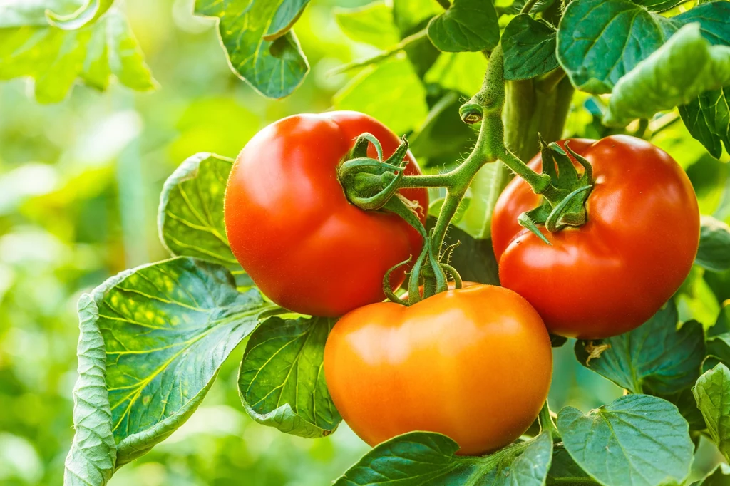 Regularnie wykonuj prosty oprysk, aby nic nie przeszkodziło w uprawie pomidorów