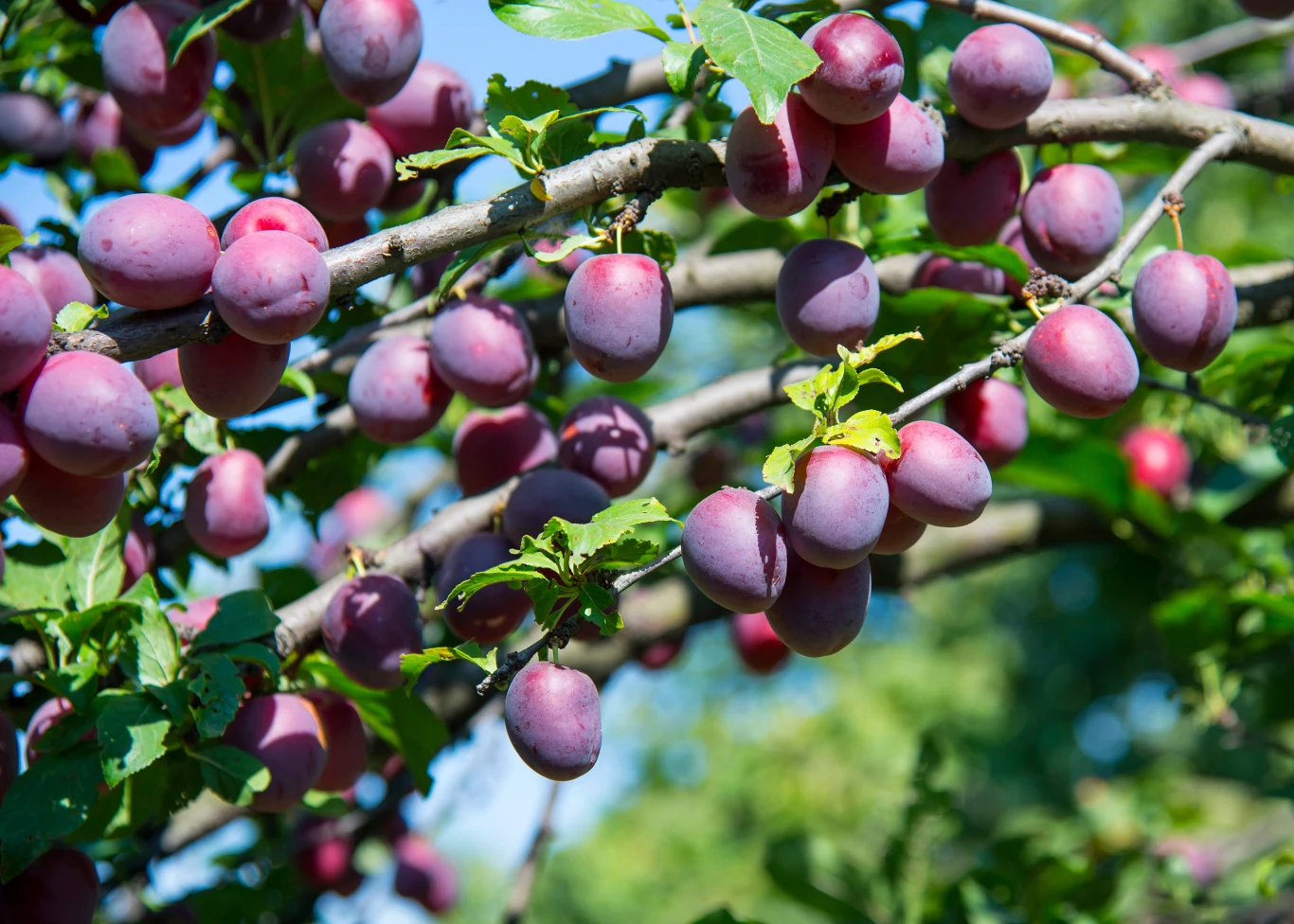 Dzięki opryskowi ze skrzypu polnego śliwa wyda soczyste i słodkie owoce. 