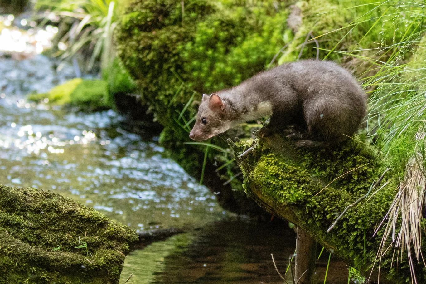 Kuna domowa (Martes foina) Kuna domowa (Martes foina)