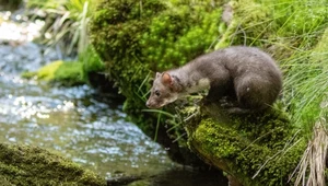 Znęcali się nad małą kuną i nakręcili film. Grozi im 5 lat więzienia