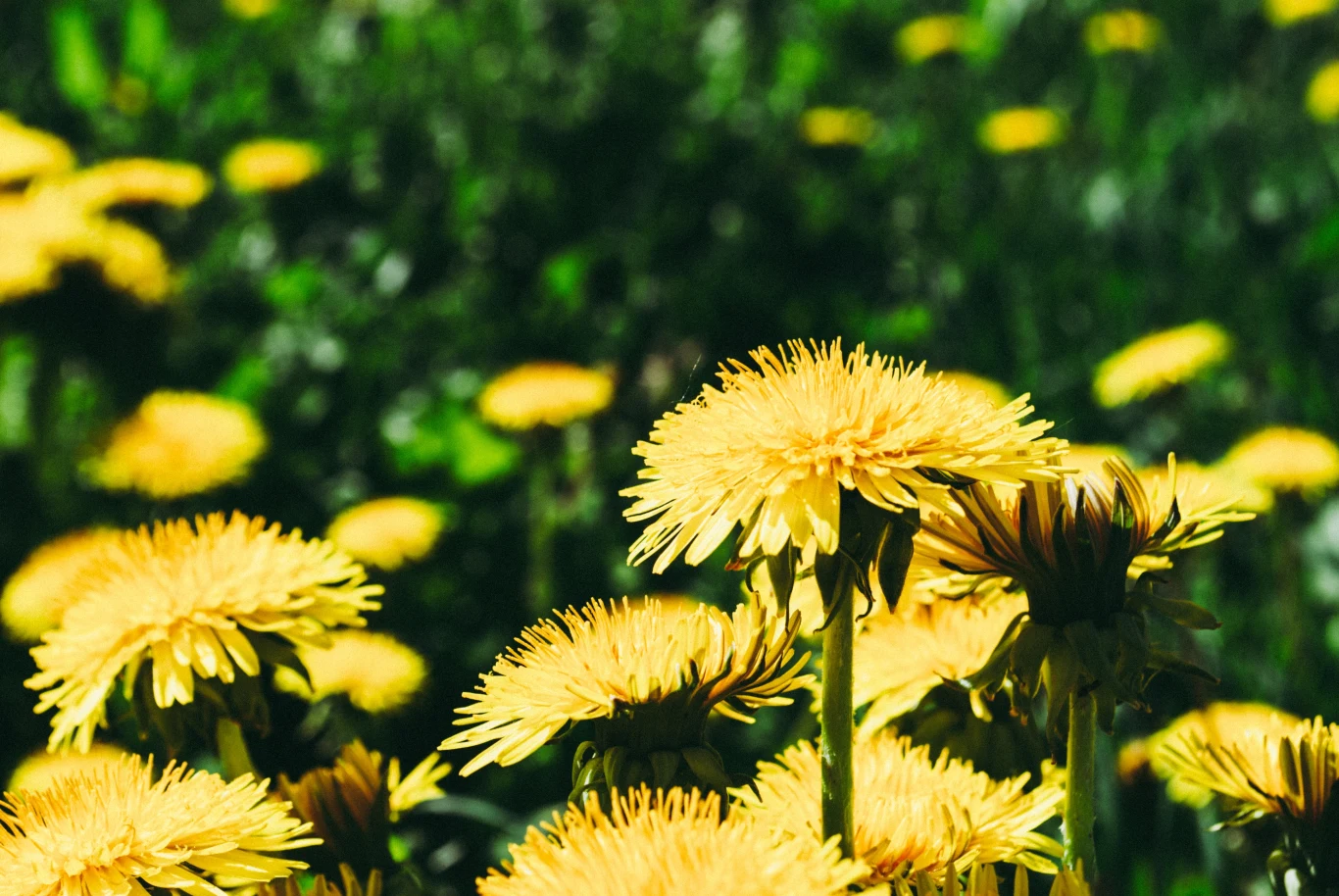 Mlecze na trawniku rywalizują o składniki odżywcze w glebie z innymi roślinami Mlecze na trawniku rywalizują o składniki odżywcze w glebie z innymi roślinami