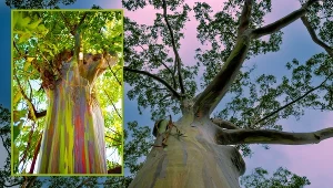 Eukaliptus tęczowy – najbardziej kolorowe drzewo na świecie. Może trafić do twojego domu