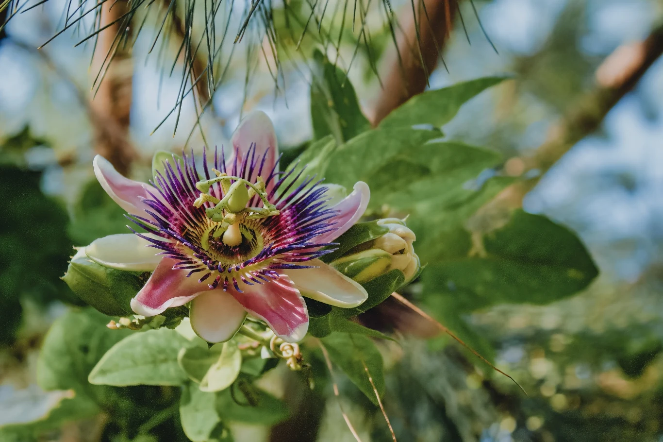 Passiflora to piękny egzotyczny kwiat o drogocennych kwiatach i pysznych owocach.