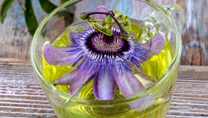 Na uspokojenie nie ma sobie równych. Sięgnij po ekstrakt lub herbatę z passiflory