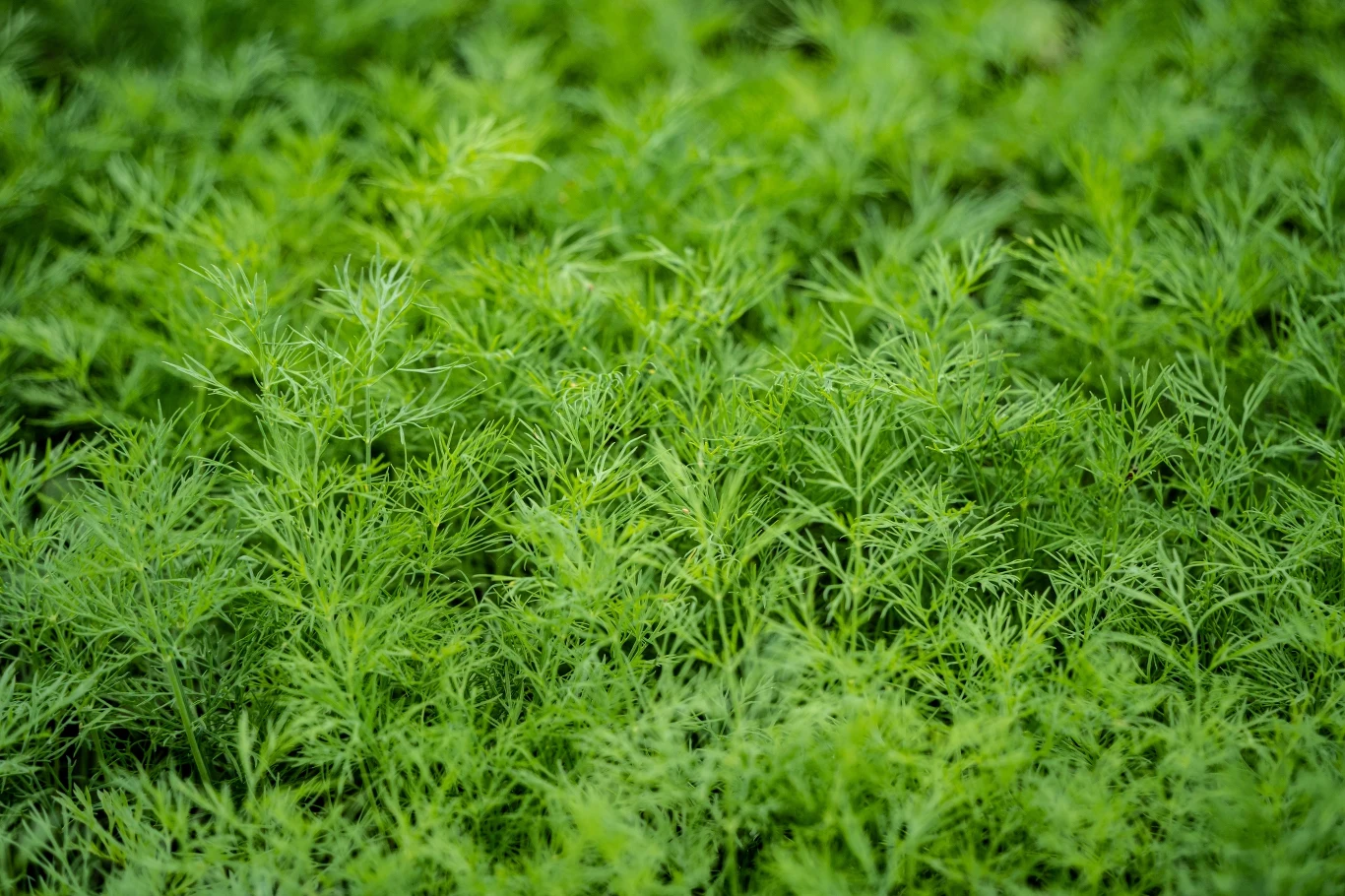 Samodzielnie wyhodowany koperek smakuje najlepiej. Jest zawsze świeży i możesz go zbierać przez cały rok Samodzielnie wyhodowany koperek smakuje najlepiej. Jest zawsze świeży i możesz go zbierać przez cały rok