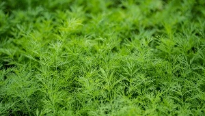 Zrób to z nasionami kopru. Plony zobaczysz w mgnieniu oka