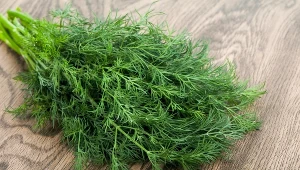 Samodzielnie wyhodowany koperek to gwarancja jakości i smaku