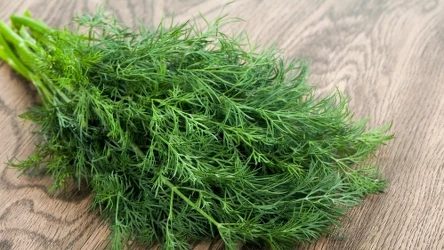 Samodzielnie wyhodowany koperek to gwarancja jakości i smaku