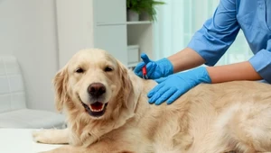 Kleszcz u psa - usuwanie domowymi sposobami czy u weterynarza?