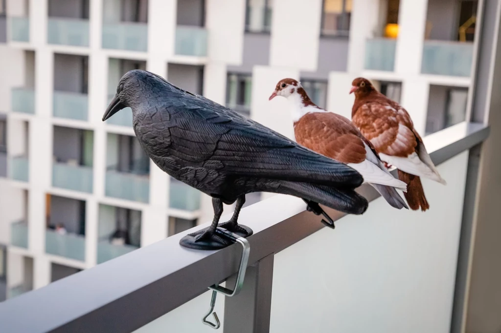 Co zrobić żeby nie było gołębi na balkonie? Będą uciekać w popłochu