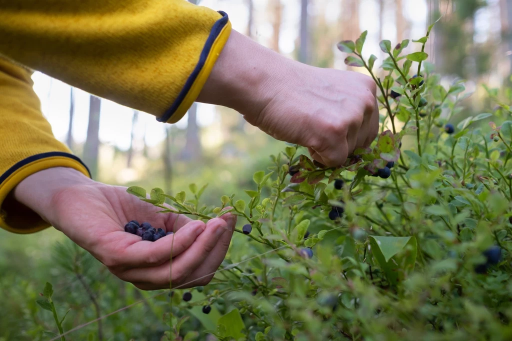 Lasy Państwowe przestrzegają, aby uważać przy zbieraniu jagód, malin, poziomek i jeżyn z lasów. "Opanujcie się" - apelują