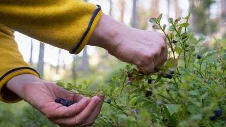 Zbierasz jagody w lesie? Lepiej przeczytaj, za co możesz dostać ogromny mandat