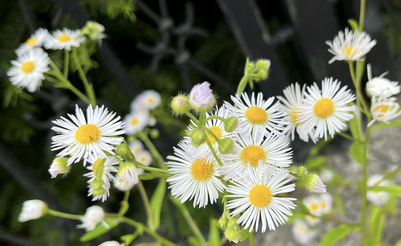 Przymiotno białe w ogrodzie