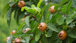 Jej owoce przypominają jabłuszka i nadają się na przetwory. Nieszpułka będzie perełką w twoim ogrodzie