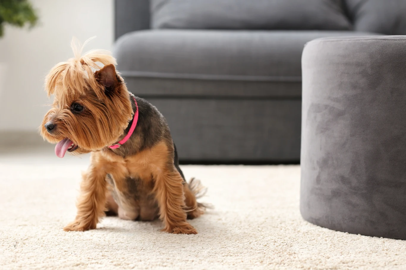 Udało się rozszyfrować szczekanie psów Udało się rozszyfrować szczekanie psów