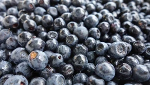 Pierwsze jagody już do kupienia. Obok cen trudno przejść obojętnie