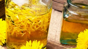 Ocet z mniszka lekarskiego można pić z wodą lub robić z niego okłady na skórę