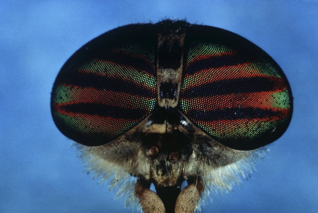 Haematopota pluvialis, oczy jusznicy deszczowej wyglądają jak nie z tej ziemi