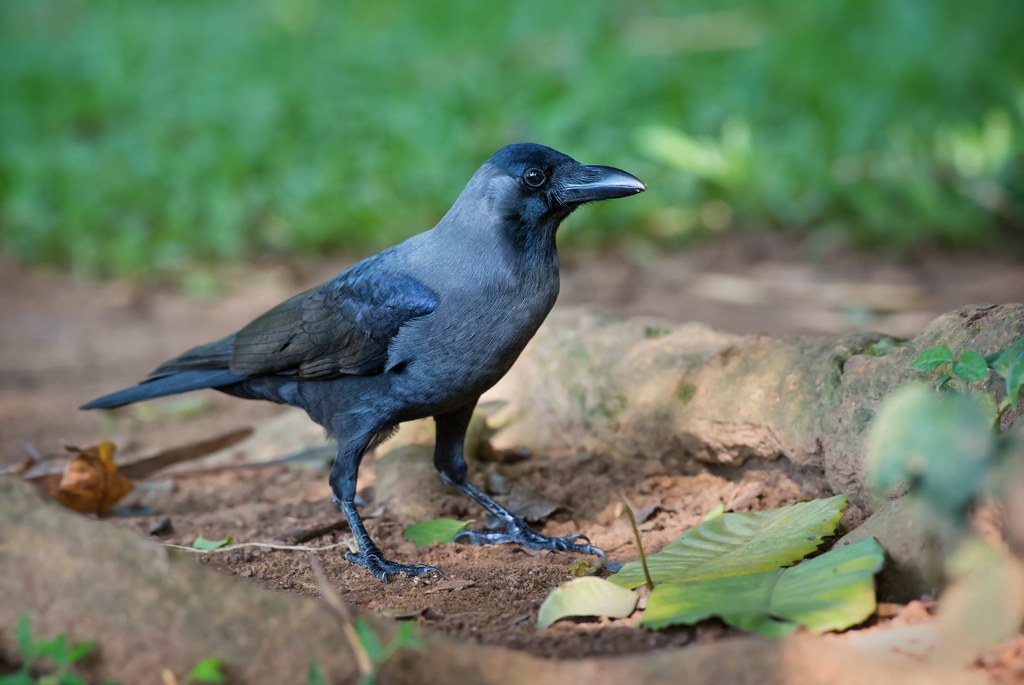 Wrony orientalne (Corvus splendens) od lat są utrapieniem w Kenii. Tamtejszy rząd zapowiedział, że do końca roku planuje pozbyć się nawet miliona tych ptaków