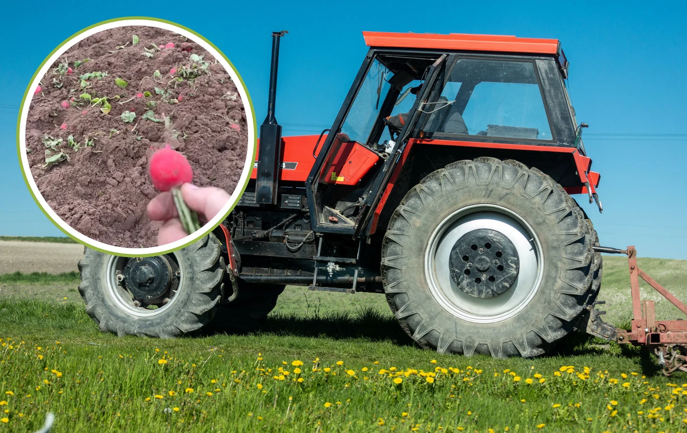 Rolnik w Wielkopolski zniszczył swoje uprawy, bo twierdzi, że i tak by ich nie sprzedał Rolnik w Wielkopolski zniszczył swoje uprawy, bo twierdzi, że i tak by ich nie sprzedał