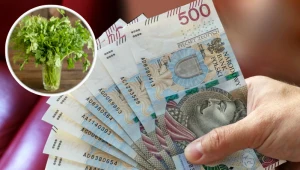 Zamiast do zupy włóż pietruszkę na tydzień do szklanki. Nie nadążysz z wydawaniem pieniędzy