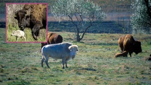 W Yellowstone urodził się biały bizon. Według Indian to cud