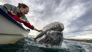 Wieloryby się kurczą? Wnioski naukowców są niepokojące