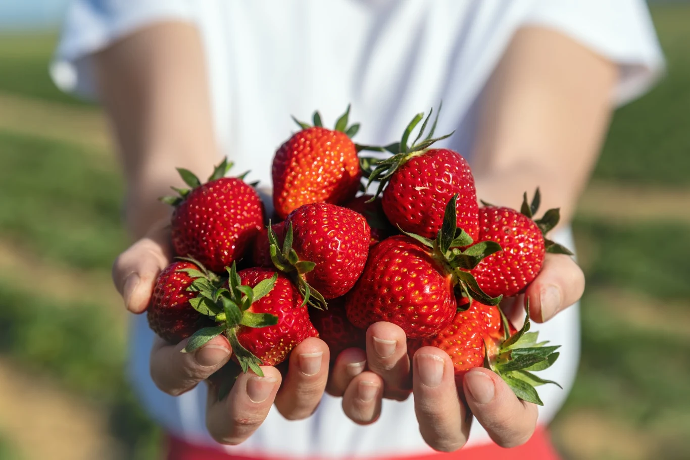 W sezonie warto jeść truskawki, które są bogate w fisetynę W sezonie warto jeść truskawki, które są bogate w fisetynę