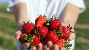 W sezonie warto jeść truskawki, które są bogate w fisetynę