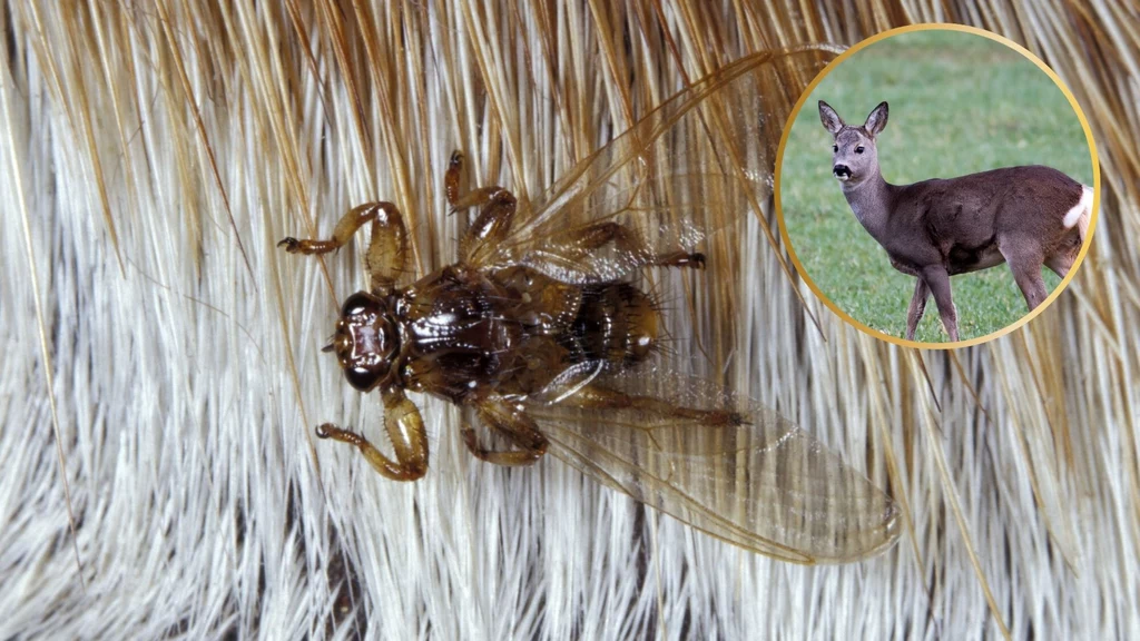 Strzyżak sarni to owad podobny do kleszcza, ale nim nie jest. Atakuje zwłaszcza sarny