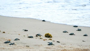 Wysokie kary za niepokojenie żółwich gniazd