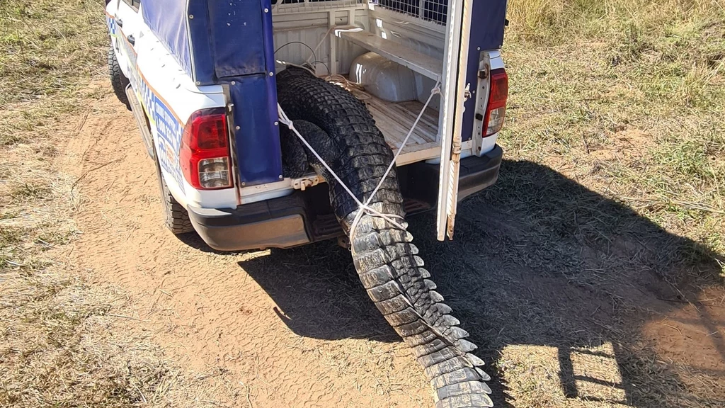 Ponad 3-metrowy krokodyl różańcowy terroryzował mieszkańców na północy Australii. Zwierzę wylądowało na ruszcie