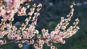 Wytwarza aromatyczne kwiaty i jadalne owoce. Mało kto wie, wzmacnia zdrowie