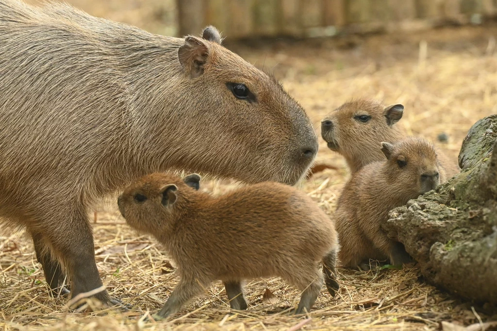 Wrocławskie zoo szuka opiekuna dla kapibar. Takie stawia wymagania