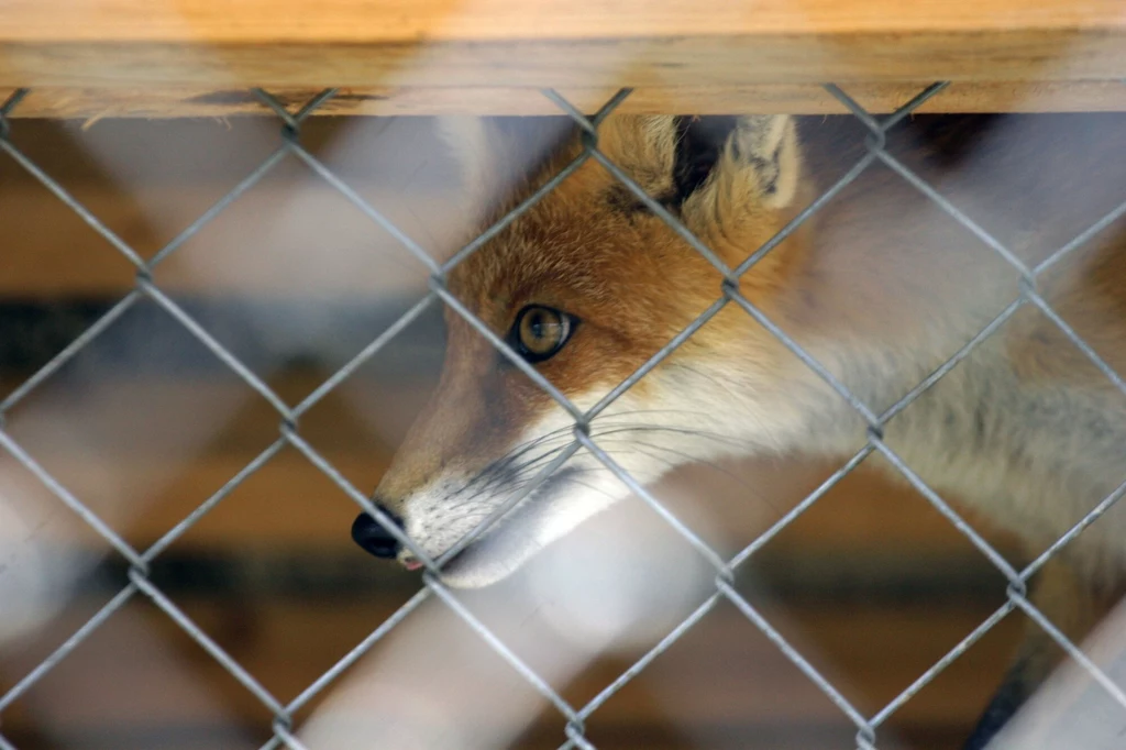 Projekt ustawy zakazującej hodowli zwierząt na futro złożony do Marszałka Sejmu
