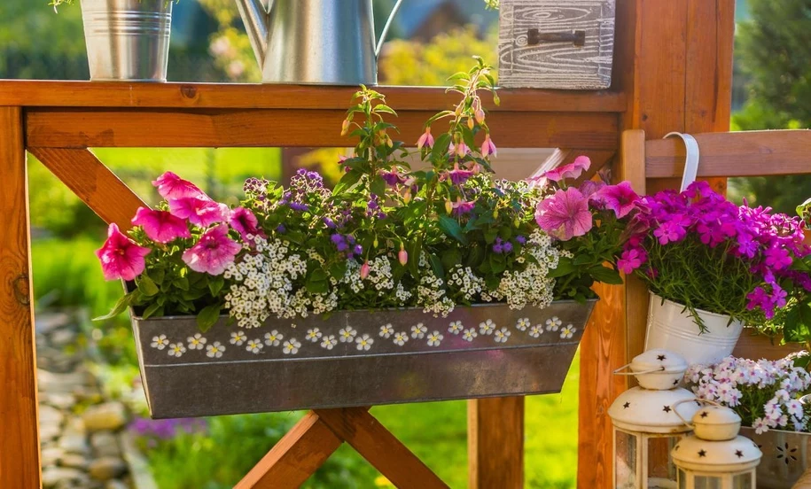 квіткові горщики фото Adobe Stock