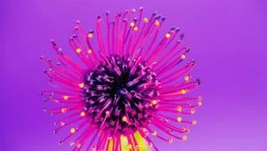 Kwiaty są inteligentne? Kontrowersyjne wnioski naukowców