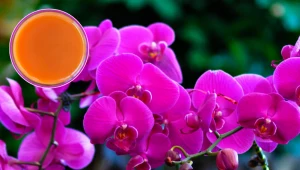 Po kąpieli w tym soku storczyk wystrzeli liśćmi jak z procy. Wypuści też nowe kwiaty