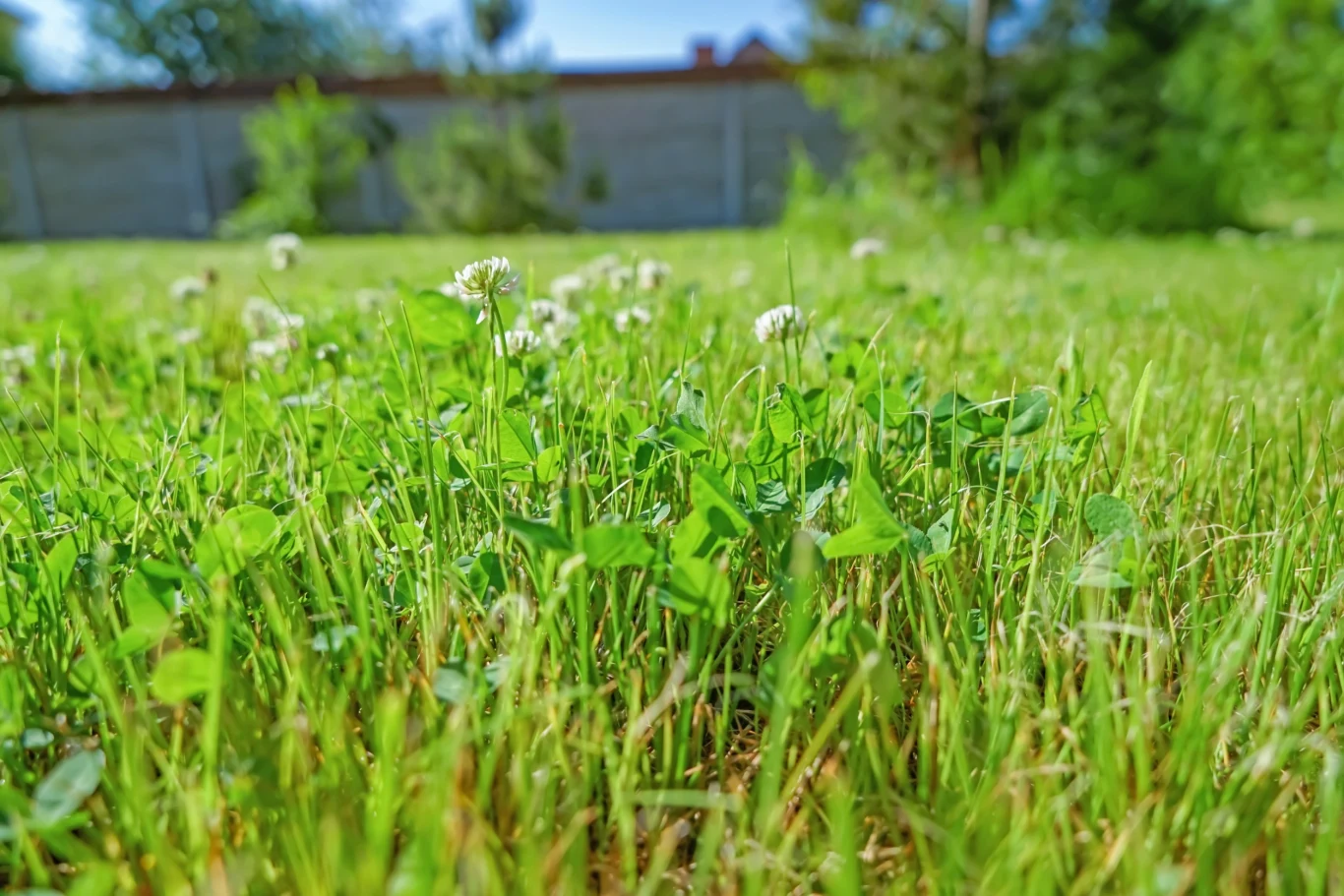 Dbaj o trawnik, aby nie opanowała go koniczyna